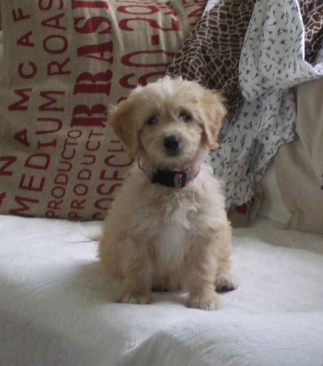 Puppy Maggie, pillows, couch,