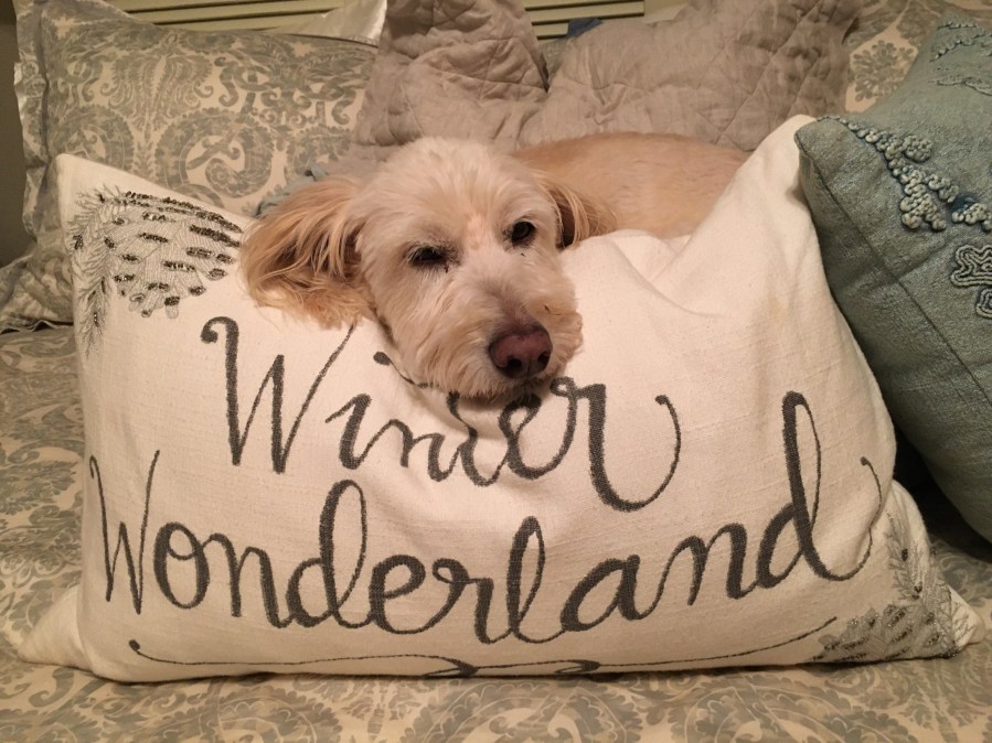 Pillows, Maggie, bed