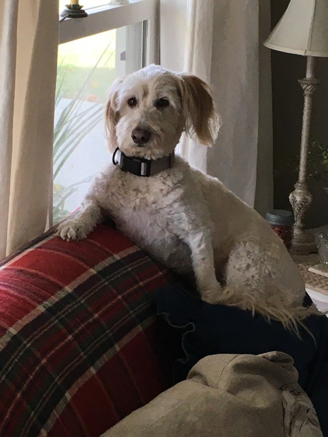 Maggie, couch, plaid blanket, windows, curtains