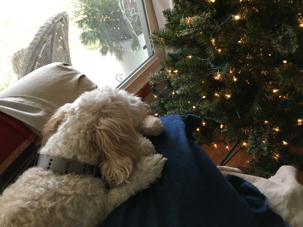 Maggie, couch, Christmas tree, window