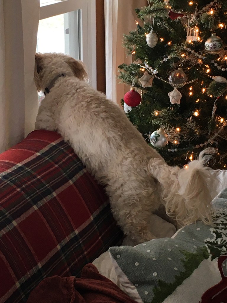 Christmas tree, Maggie, plaid blanket, pillow