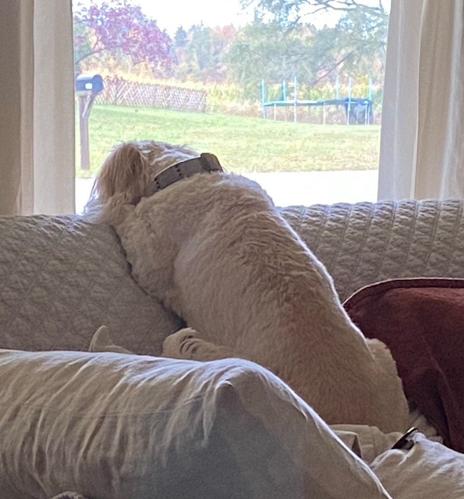 Maggie watching, pillows, couch, window, curtains, front yard