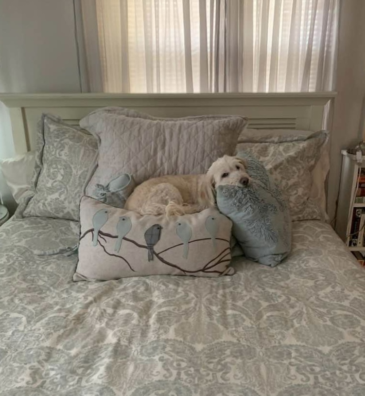 Maggie, pillows, comforter, bed, curtains