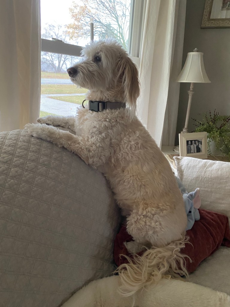 Maggie, couch, windows, curtains, lamp, pillows