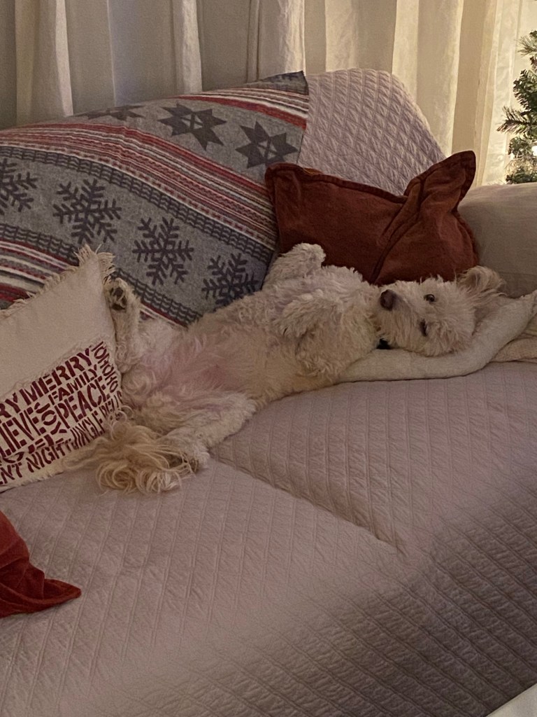 Maggie, couch, pillows, blanket, curtains, Christmas tree