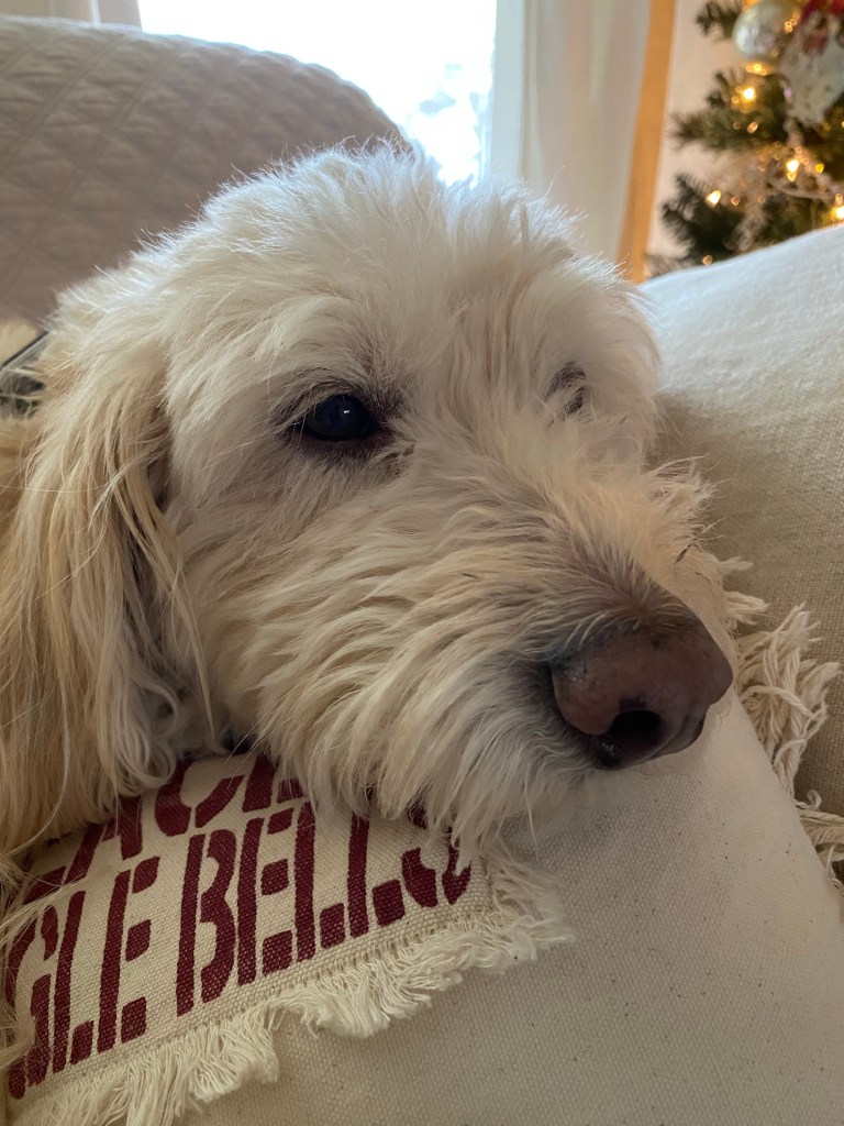 Maggie, pillows, couch, Christmas tree,