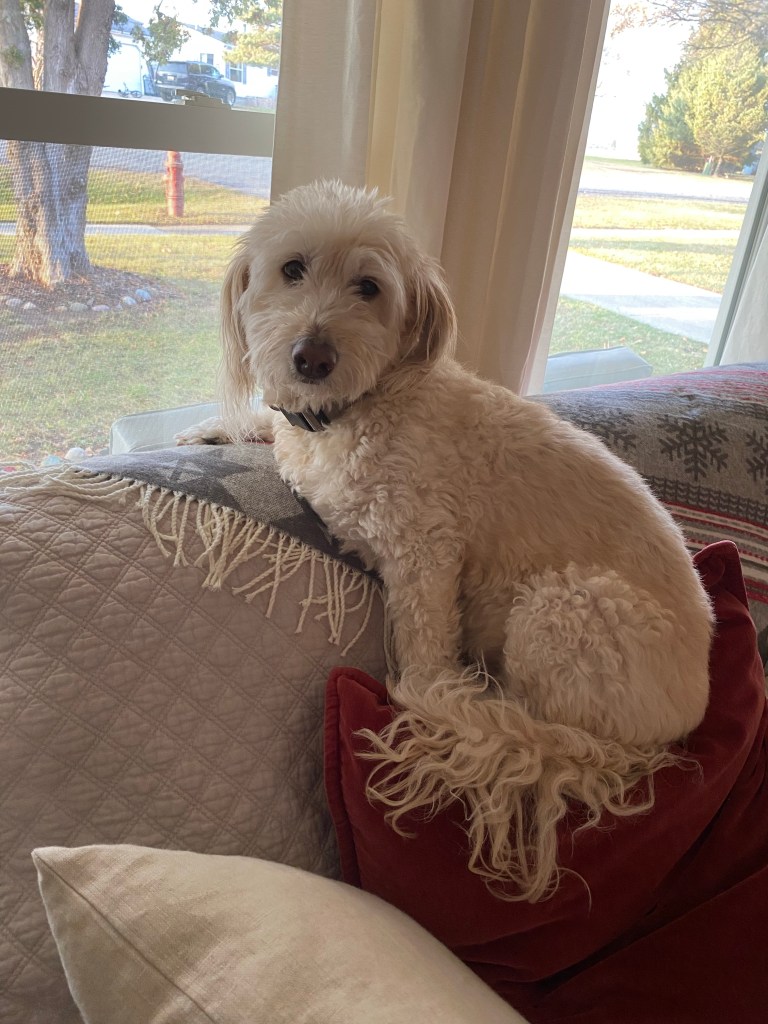 Maggie, pillows, blanket, windows, curtains