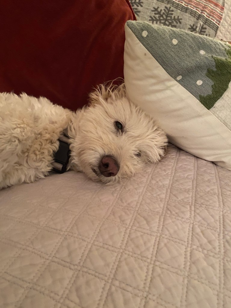 Maggie, pillows, couch, blanket