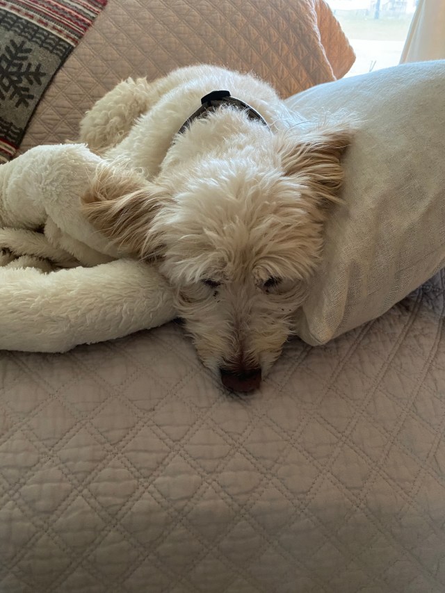 Maggie, pillows, dog bed