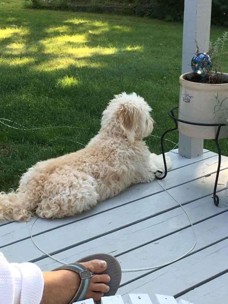 Blue deck, Maggie, grass, chairs, flower pot