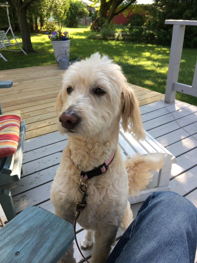 Deck, chairs, rail, Maggie