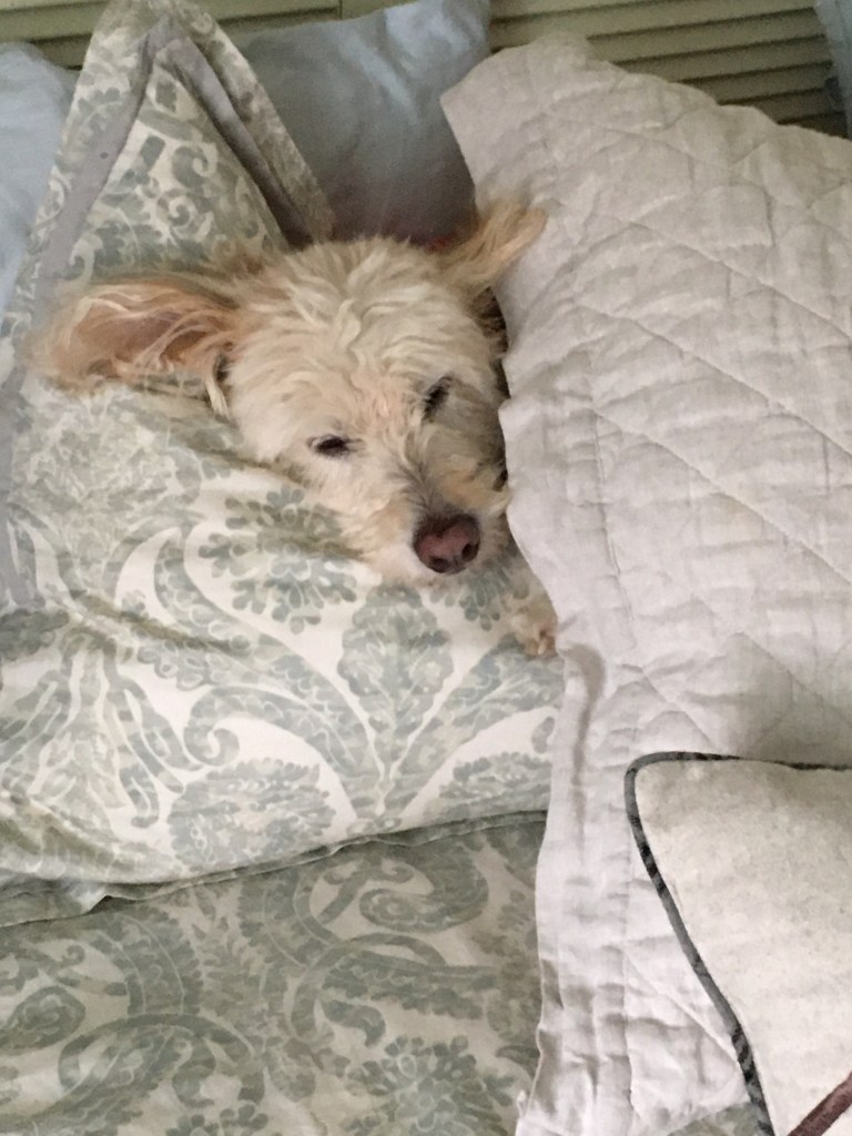Maggie, pillows, comforter