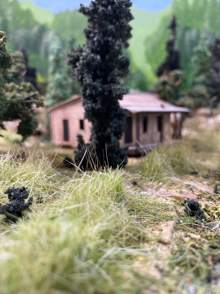 Pine trees, grass, rocky ground, rustic cabin in the pines