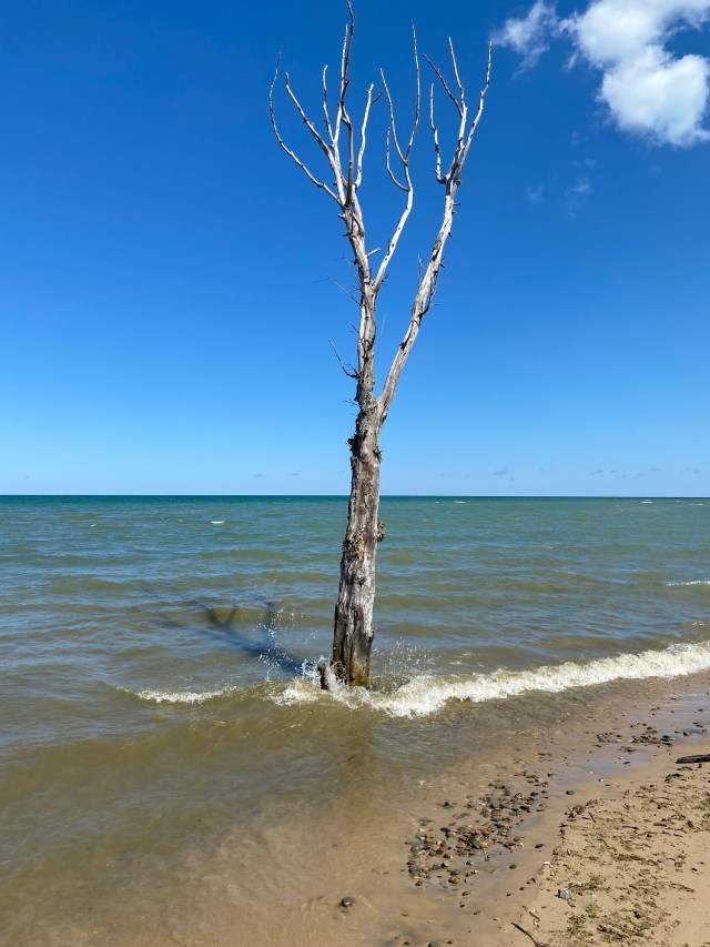 Dead tree in the water, waves, blue sky, sand