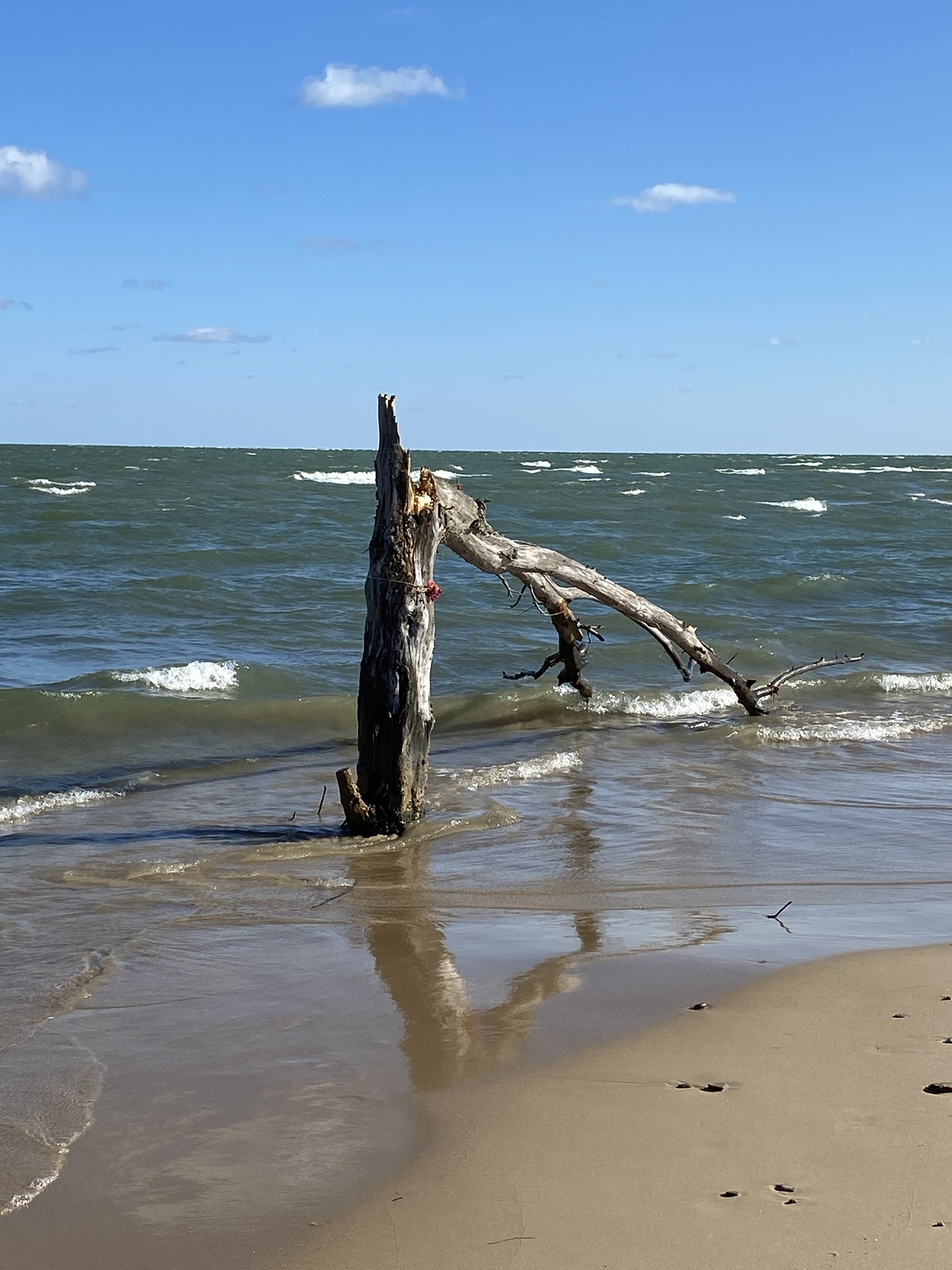 Broken tree, blue sky, waves, sand