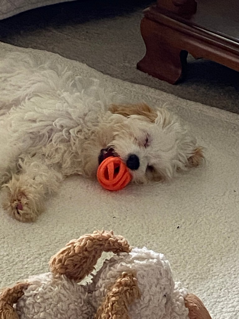Gracie is sound asleep after a play session