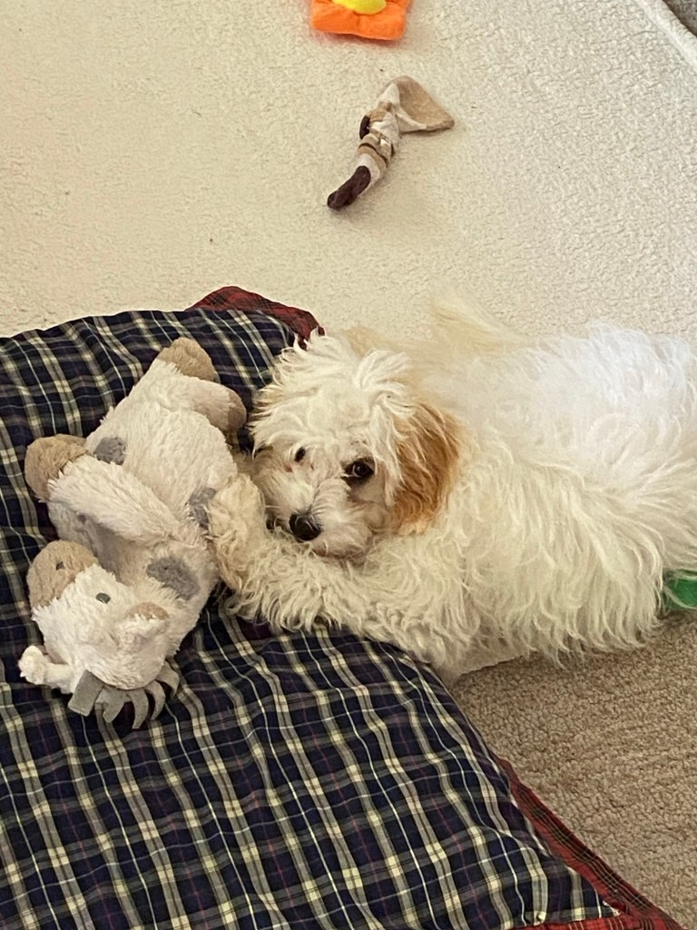 Gracie is always ready to play